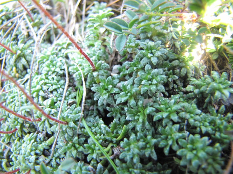 Saxifraga caesia o verdeazzurra